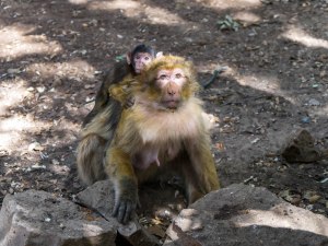 Wild monkey mom and baby in Morocco