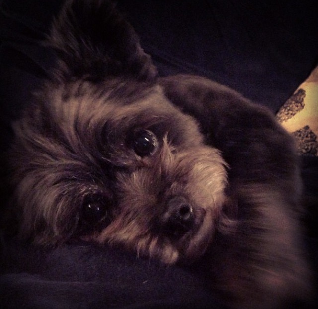 Yorkshire Terrier Pomeranian Mix Dog