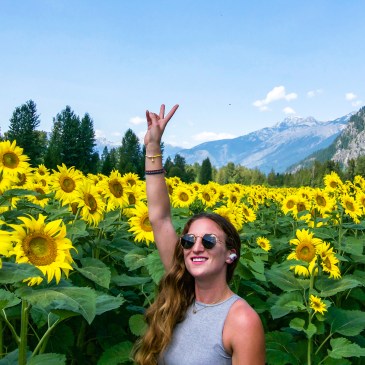 Sunflower fields Pemberton Canada